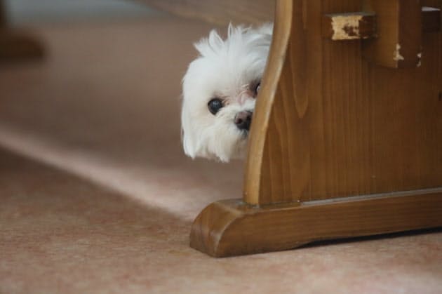 1分でわかる あなたの 人見知り 深層心理と克服法 Woman Smart Nikkei Style