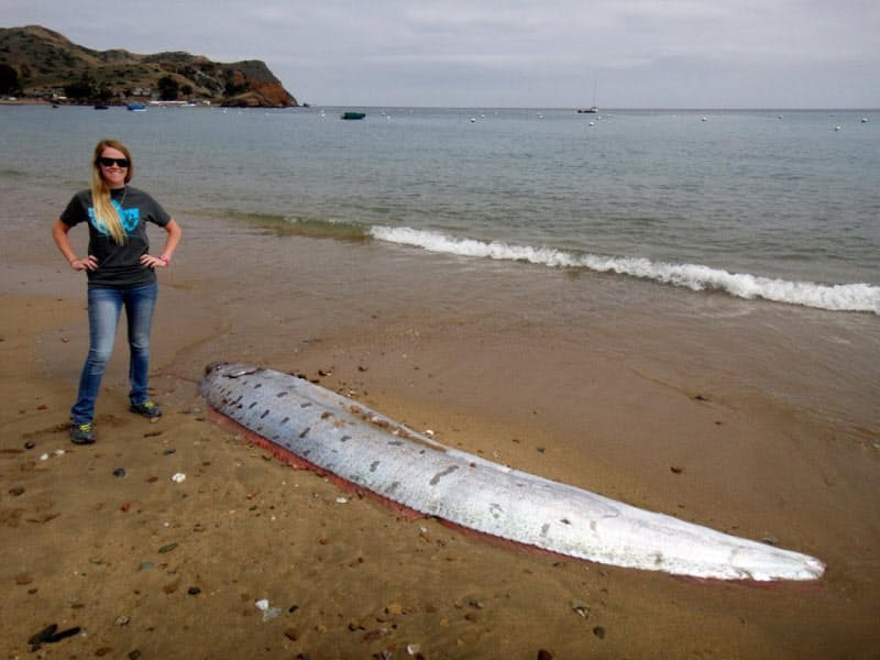 深海魚リュウグウノツカイがまた漂着 1年で5回 Nikkei Style 深海魚リュウグウノツカイがまた漂着 1年で5回 Nikkei Style