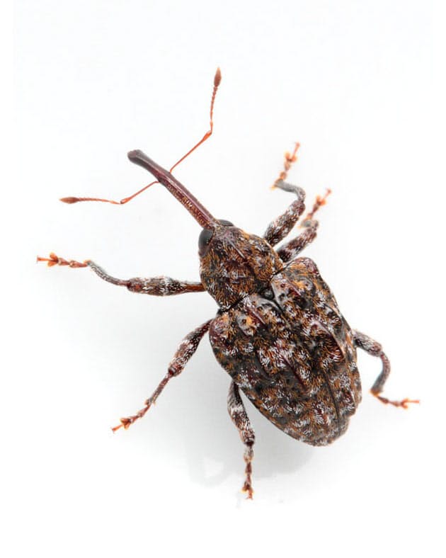 ゾウムシの 鼻 はなぜ長い Nikkei Style