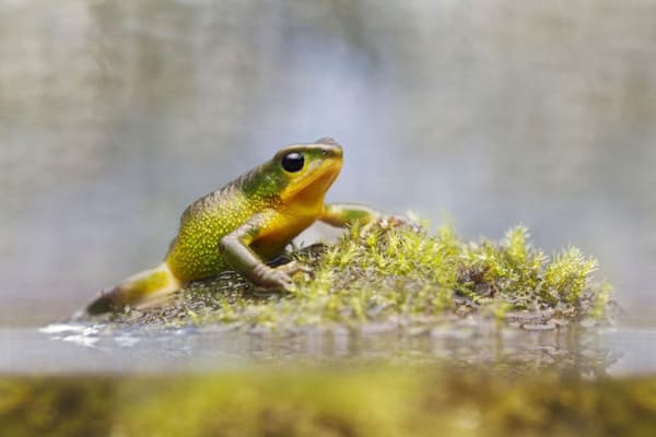 絶滅したカエル140年ぶりに再発見 卵で子育て Nikkei Style 絶滅したカエル140年ぶりに再発見 卵で子育て Nikkei Style