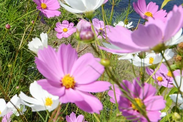 クリスマスに欠かせぬケーキの数え方は Nikkei Style