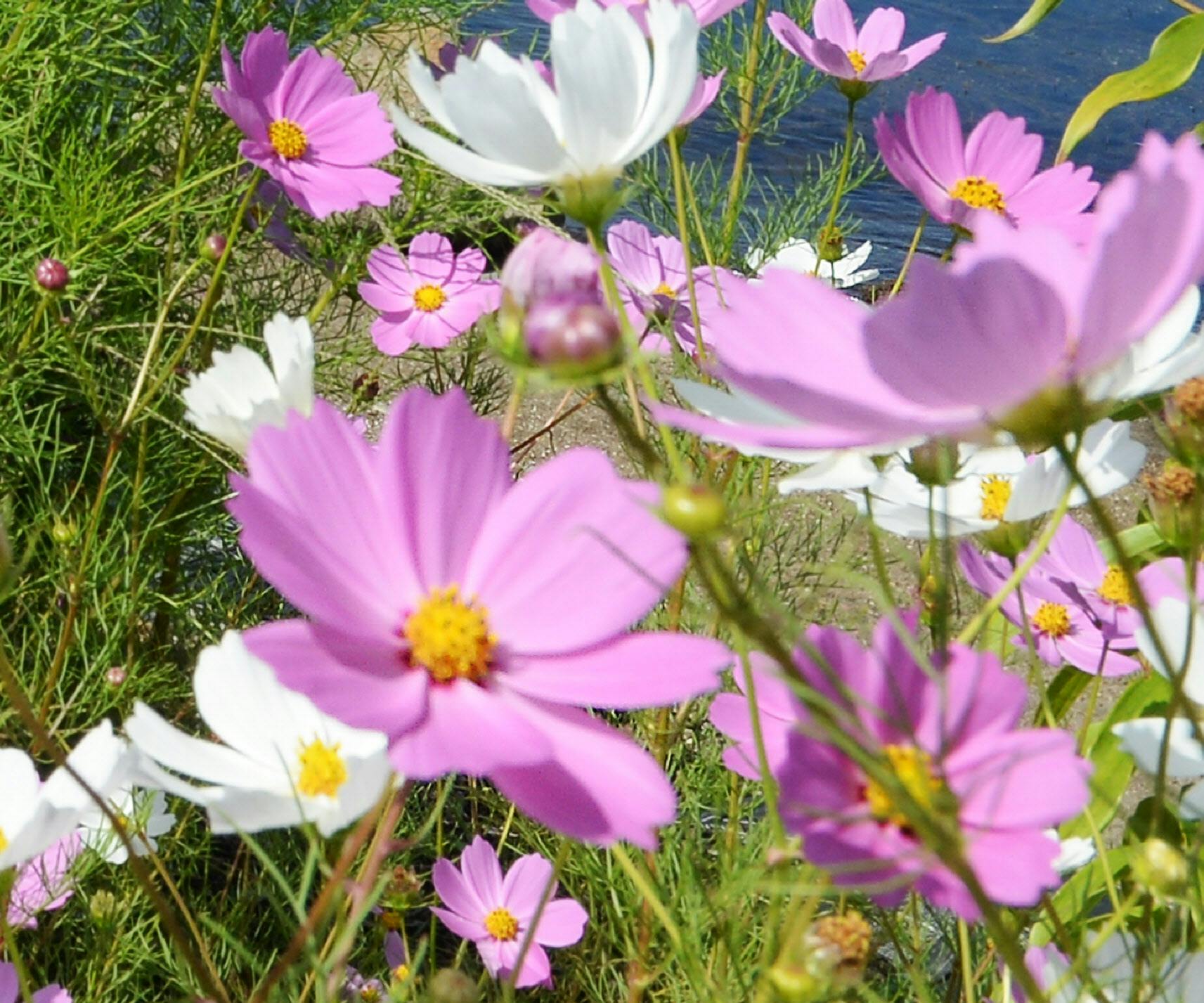 おっとり刀 の意味は チャレンジことばのドリル ライフコラム Nikkei Style