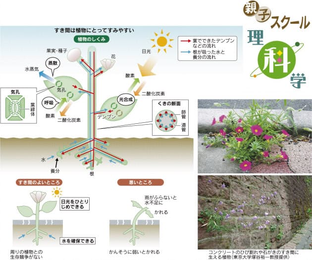 道路のすき間は植物にとって安住の地 Nikkei Style