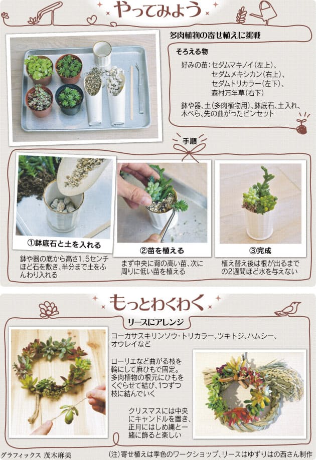 ぷくぷくかわいい多肉植物を身近に Nikkei Style ぷくぷくかわいい多肉植物を身近に Nikkei Style