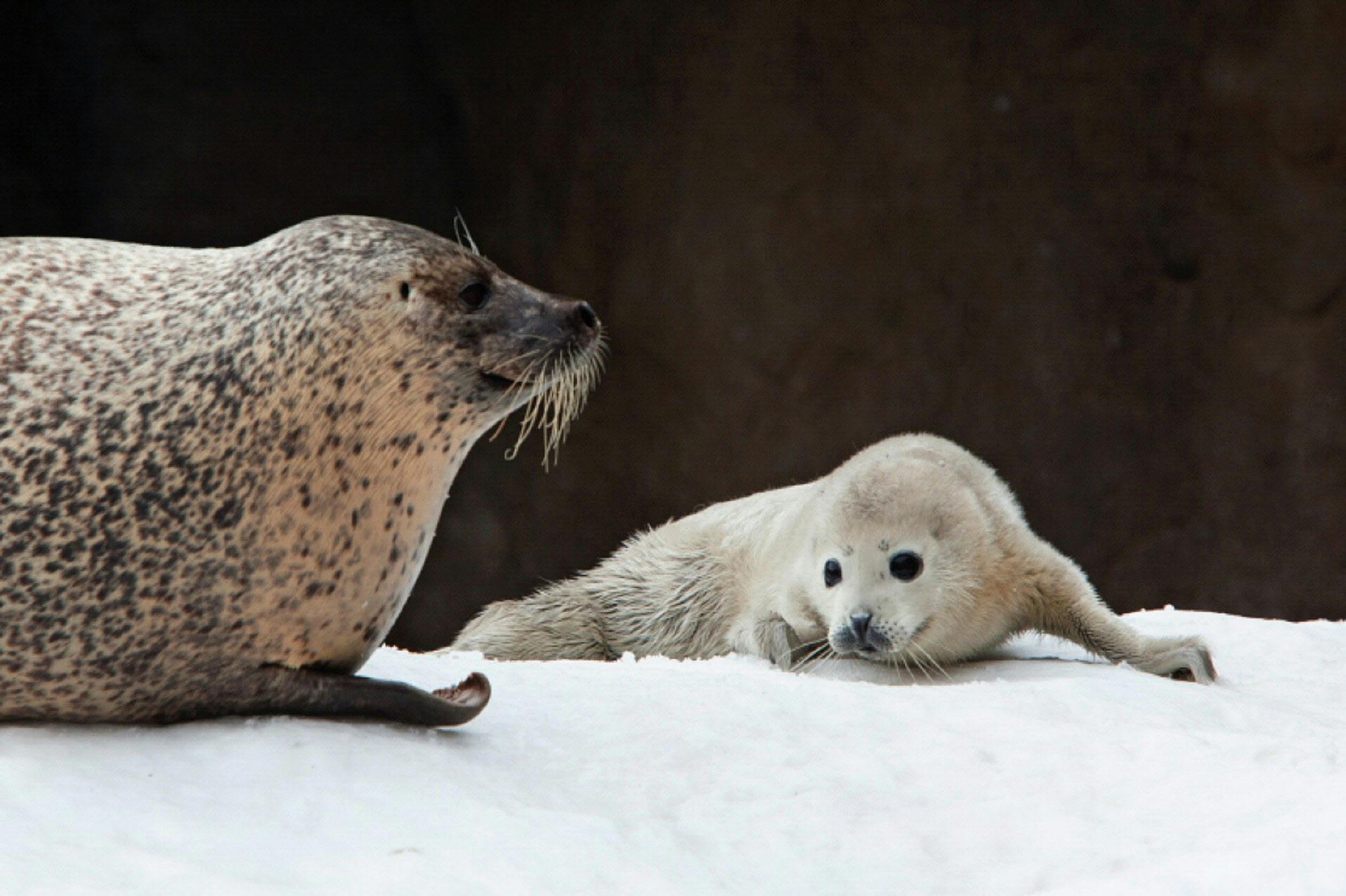 ただのアザラシだよ 旭山動物園ブームの出発点 Nikkei Style ただのアザラシだよ 旭山動物園ブームの出発点 Nikkei Style