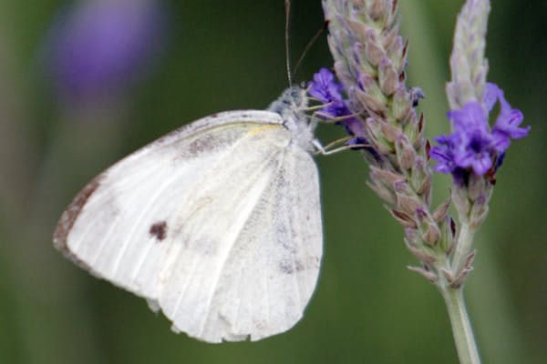 みたらし団子 漢字で書くと ライフコラム Nikkei Style