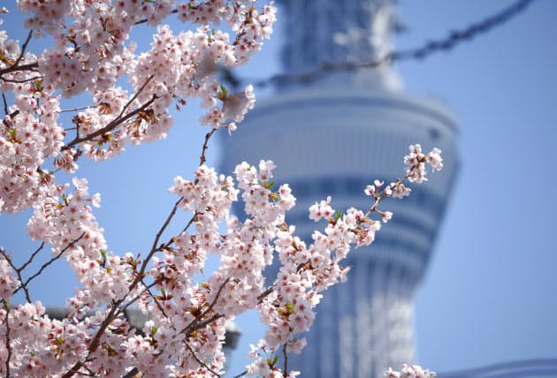 海外からも心待ち 日本の桜とお花見 Nikkei Style 海外からも心待ち 日本の桜とお花見 Nikkei Style