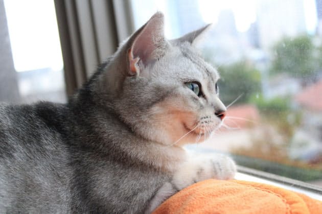 ペット禁止なのに隣人が飼育 家主が法的対応も Nikkei Style