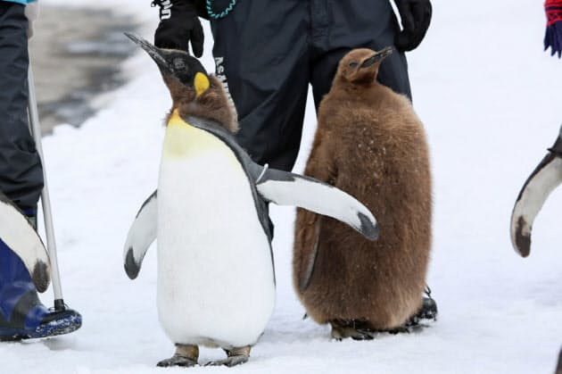キングペンギン オスのペアも動員 子育ての悩ましさ Nikkei Style キングペンギン オスのペアも動員 子育ての悩ましさ Nikkei Style