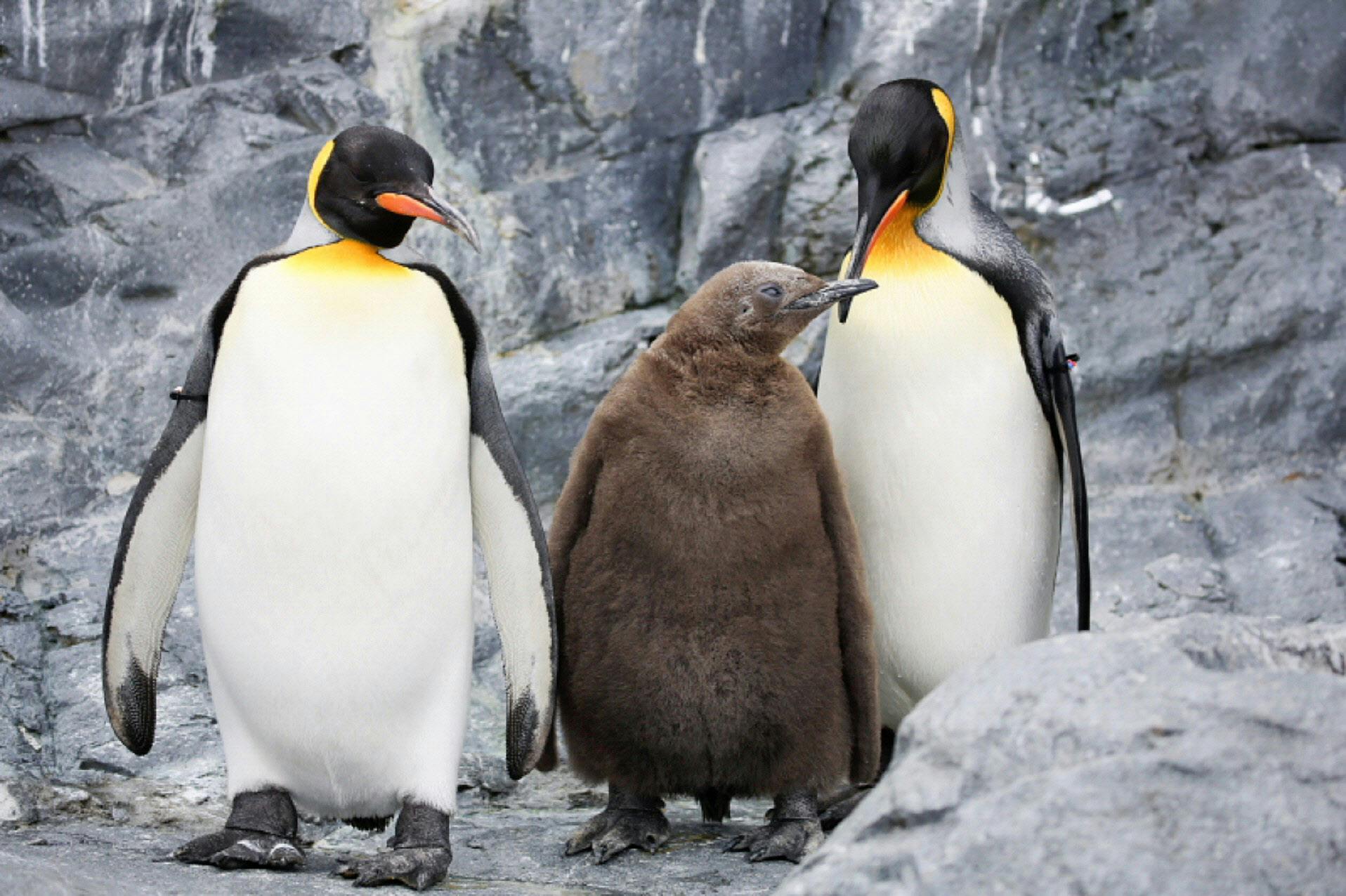 キングペンギン オスのペアも動員 子育ての悩ましさ エンタメ Nikkei Style