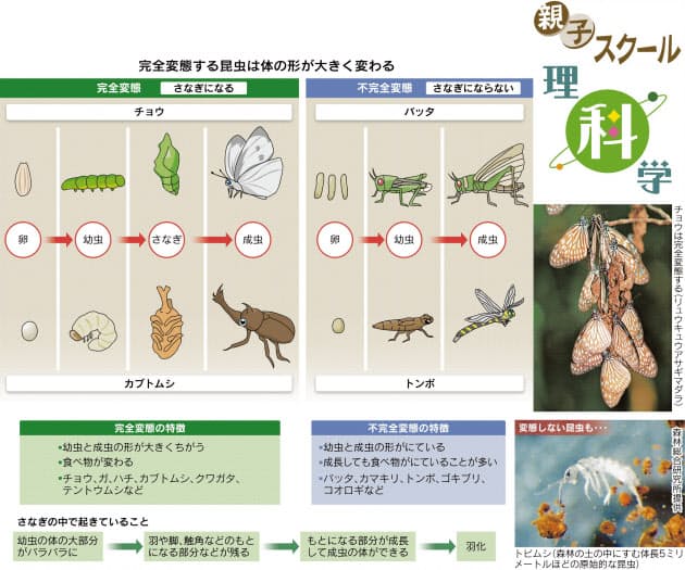 昆虫の親子の形の違い 食べ物や暮らす場所で変化 ライフコラム Nikkei Style