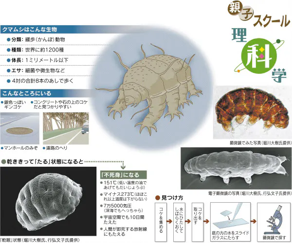 クマムシはどんな生き物? 乾燥すると「不死身」に|ライフコラム|NIKKEI STYLE
