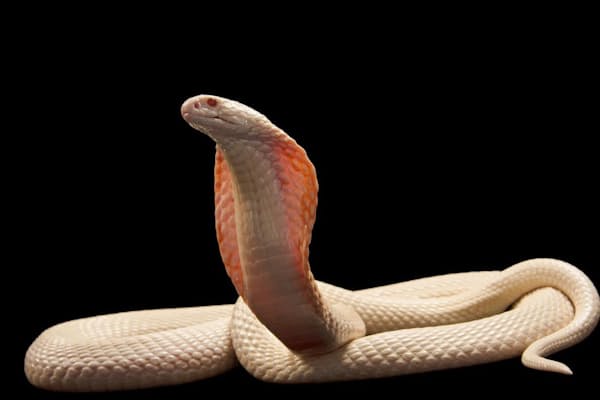 ニワトリが猛毒のコブラを丸のみ まさかの圧勝 Nikkei Style