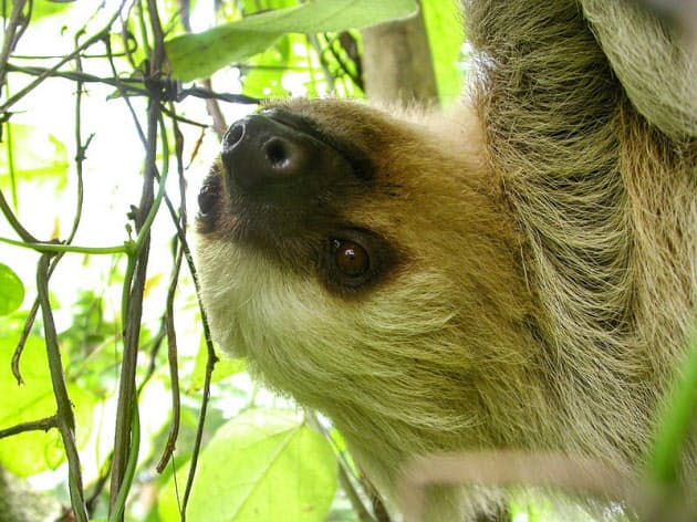 ナマケモノは小さな生き物の エコで暖かい宇宙 だ Nikkei Style ナマケモノは小さな生き物の エコで暖かい宇宙 だ Nikkei Style