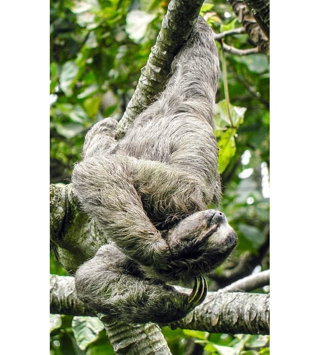 ナマケモノは小さな生き物の エコで暖かい宇宙 だ Nikkei Style ナマケモノは小さな生き物の エコで暖かい宇宙 だ Nikkei Style