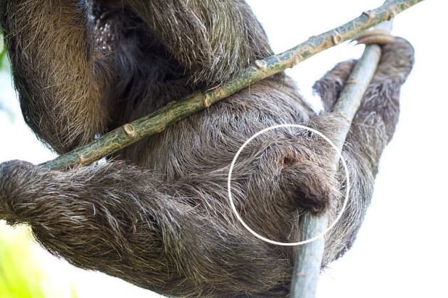 ナマケモノは小さな生き物の エコで暖かい宇宙 だ ナショジオ Nikkei Style