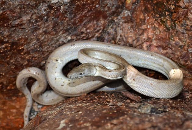 銀色の新種ヘビ発見 絶滅の恐れも バハマ無人島 Nikkei Style