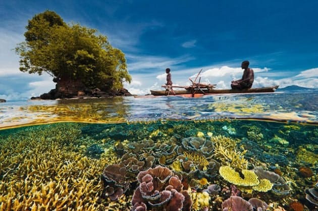46カ国でサンゴ礁の大調査 意外な傾向が判明 ナショジオ Nikkei Style