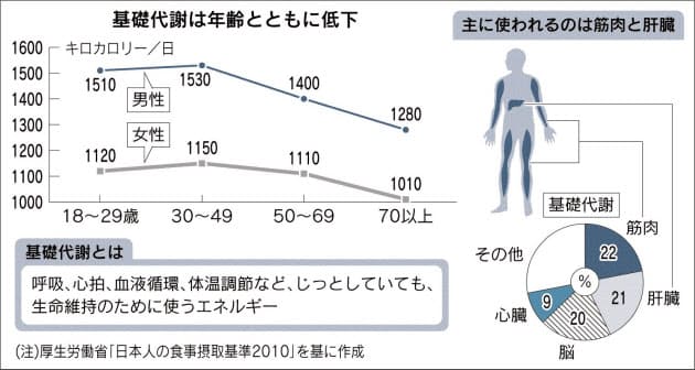 基礎代謝 で肥満を予防 筋力 肝機能を上げよう Nikkei Style 基礎代謝 で肥満を予防 筋力 肝機能を上げよう Nikkei Style