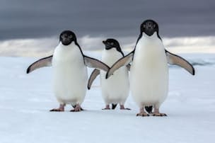 4月25日は 世界ペンギンの日 かわいい写真12点 ナショジオ Nikkei Style