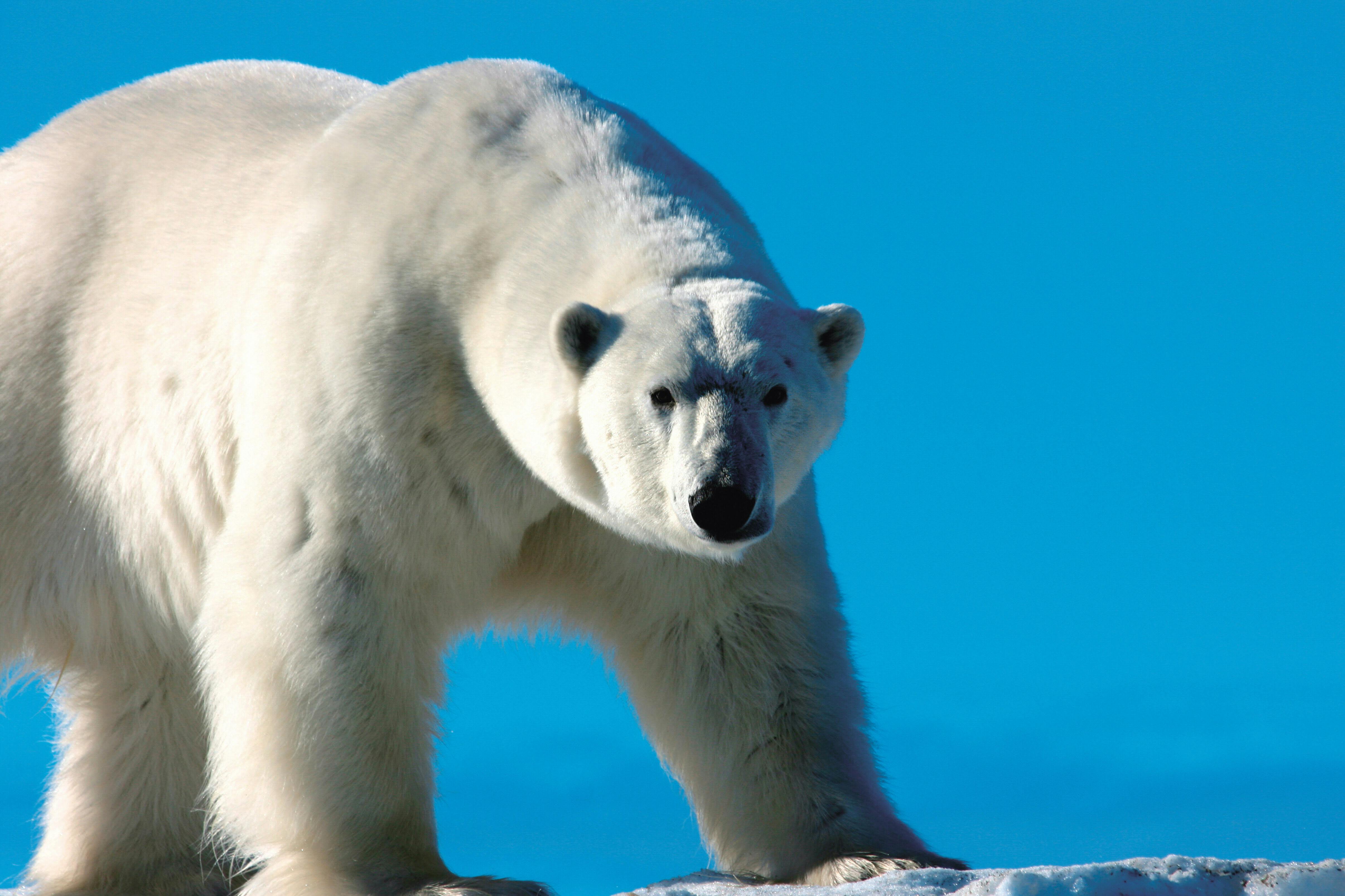 シロクマと遭遇 ノルウェー スヴァルバード諸島 トラベル Nikkei Style