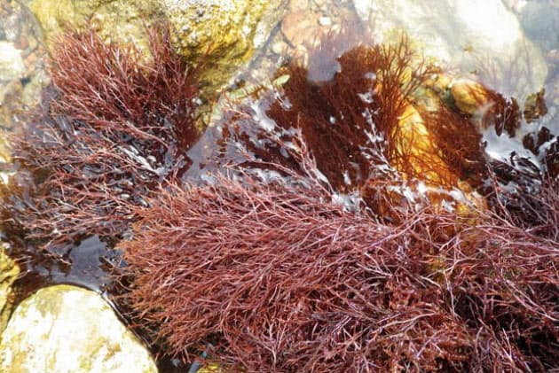 昆布 中国で油炒めに 海藻 ヨーロッパでは化粧品 Nikkei Style 昆布 中国で油炒めに 海藻 ヨーロッパでは化粧品 Nikkei Style