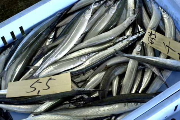 秋の味 サンマ 下品な魚 を人気者にした意外な契機 Nikkei Style