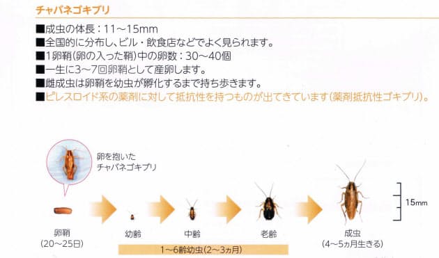 ゴキブリ60万匹の恐怖 世界最大級の研究所を見た Nikkei Style