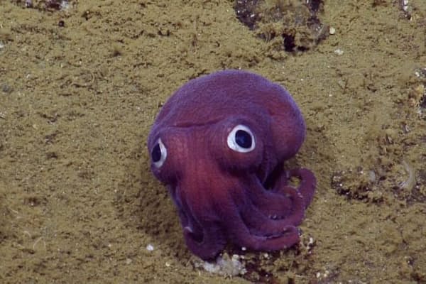 最も共有された ウツボ タコ 捕食 かわいい魚ギャラリー 最も共有された ウツボ タコ 捕食 かわいい魚ギャラリー