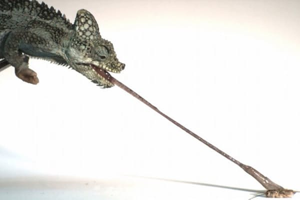 光で色が変わる新素材 カメレオンの原理で開発 Nikkei Style 光で色が変わる新素材 カメレオンの原理で開発 Nikkei Style