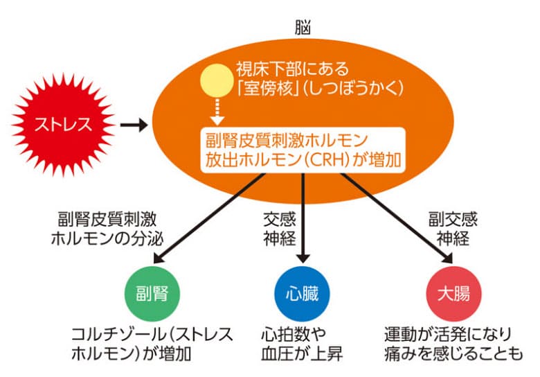 ストレスを感じるとおなかが痛くなるのはなぜ Nikkei Style