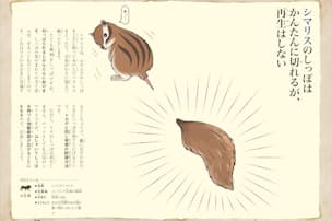 ネコ 犬に密着 人気番組に 生き物にサンキュー Nikkei Style ネコ 犬に密着 人気番組に 生き物にサンキュー Nikkei Style