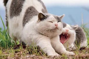 見て楽しい 飲んでおいしい 猫ラベルワイン7選 Nikkei Style 見て楽しい 飲んでおいしい 猫ラベルワイン7選 Nikkei Style