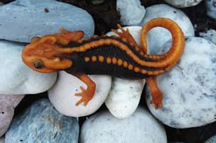 スクープ写真 交尾後にオスを絞め殺すアナコンダ Nikkei Style