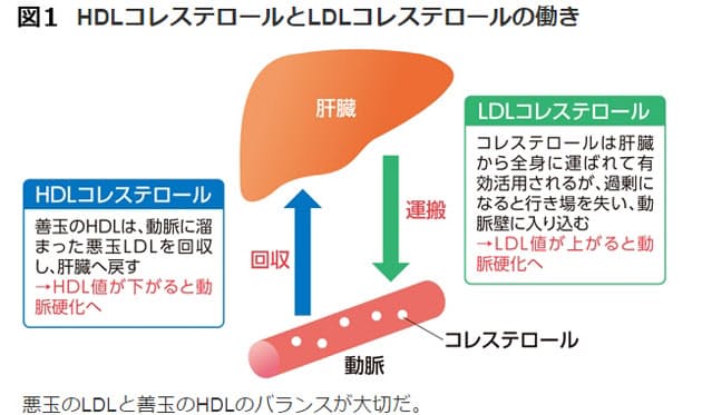 Ldl コレステロール 低い