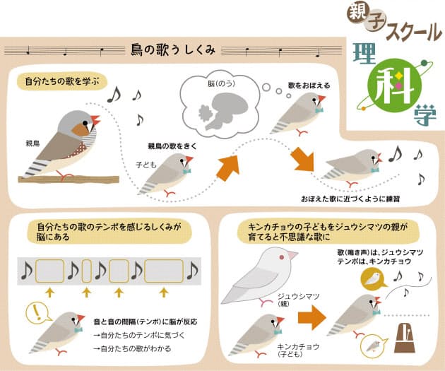 鳥は種類によって歌がちがうよね Nikkei Style