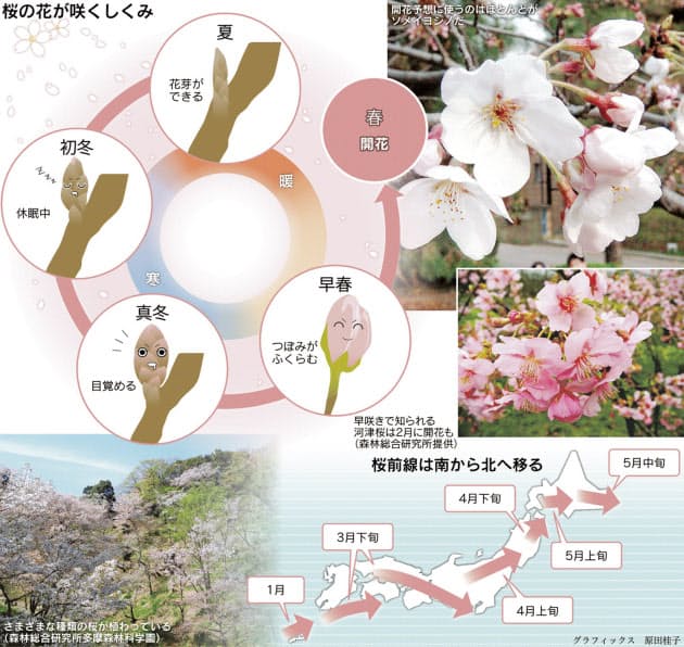桜の花はなぜ春になると咲くの Nikkei Style