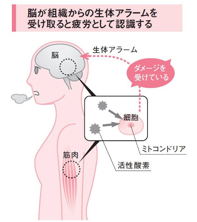 疲れの原因は脳の疲労 ミトコンドリアが さびる Woman Smart