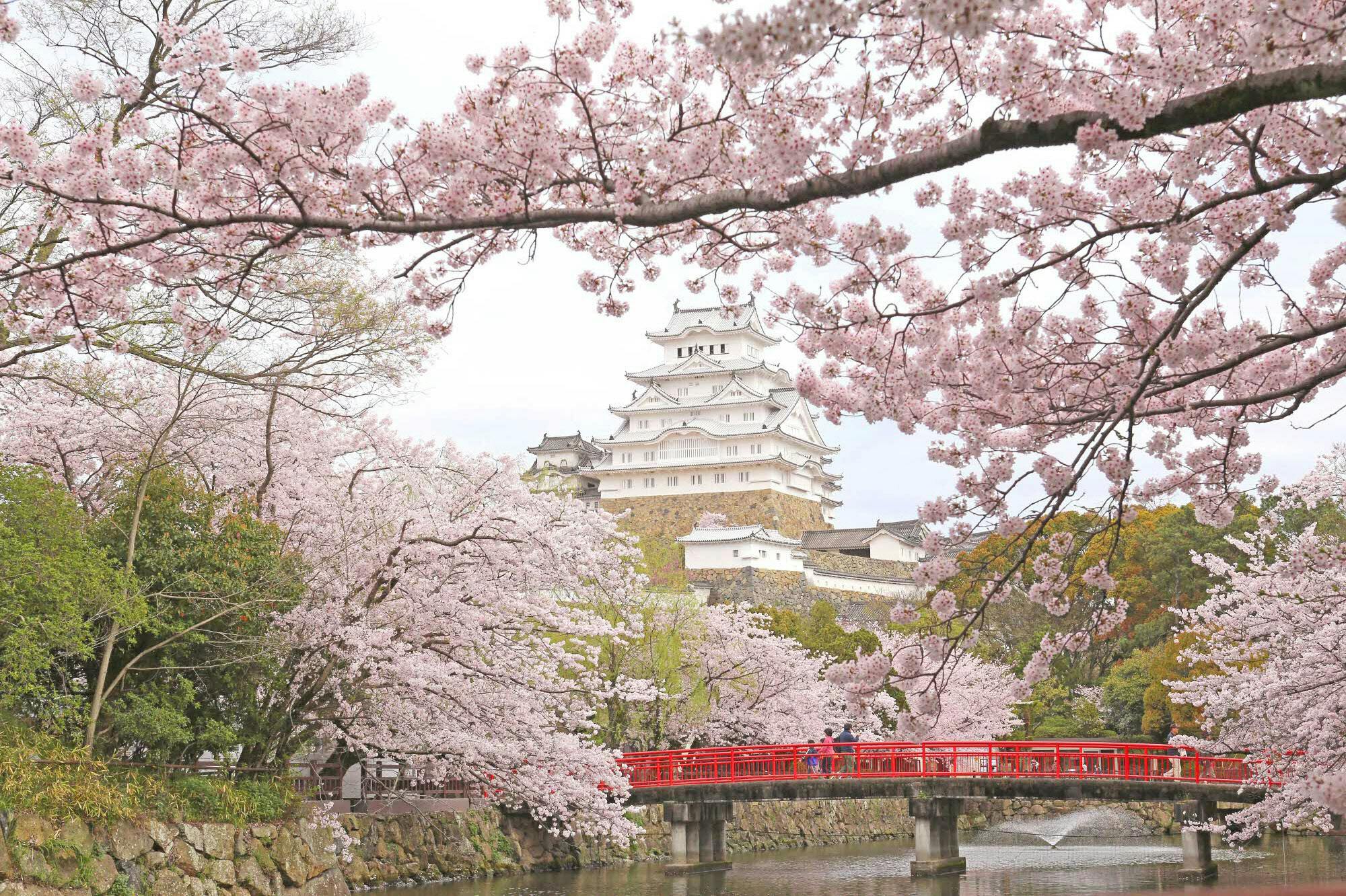桜が似合う姫路城 ロケ地満載 神秘のパワスポを巡る Nikkei Style 桜が似合う姫路城 ロケ地満載 神秘のパワスポを巡る Nikkei Style