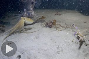 ウミヘビがウツボ丸のみ 毒はガラガラヘビの10倍 ナショジオ Nikkei Style