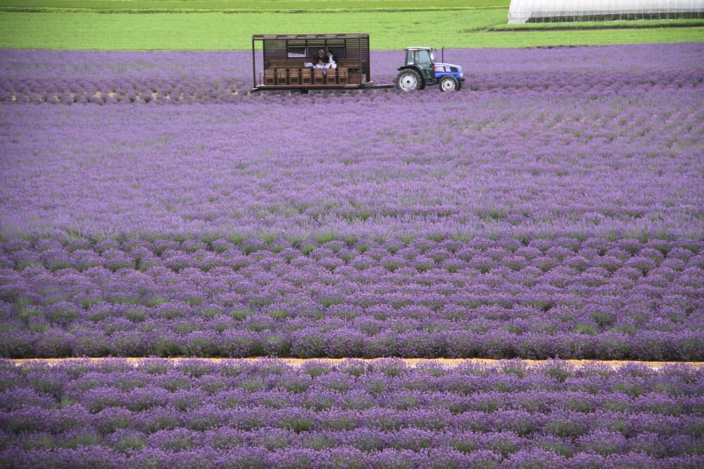 アジサイ 梅雨の季節の清涼剤 来日目的は 花 東南アジア観光客憧れの名所はここ Nikkei Style アジサイ 梅雨の季節の清涼剤 来日目的は 花 東南アジア観光客憧れの名所はここ Nikkei Style