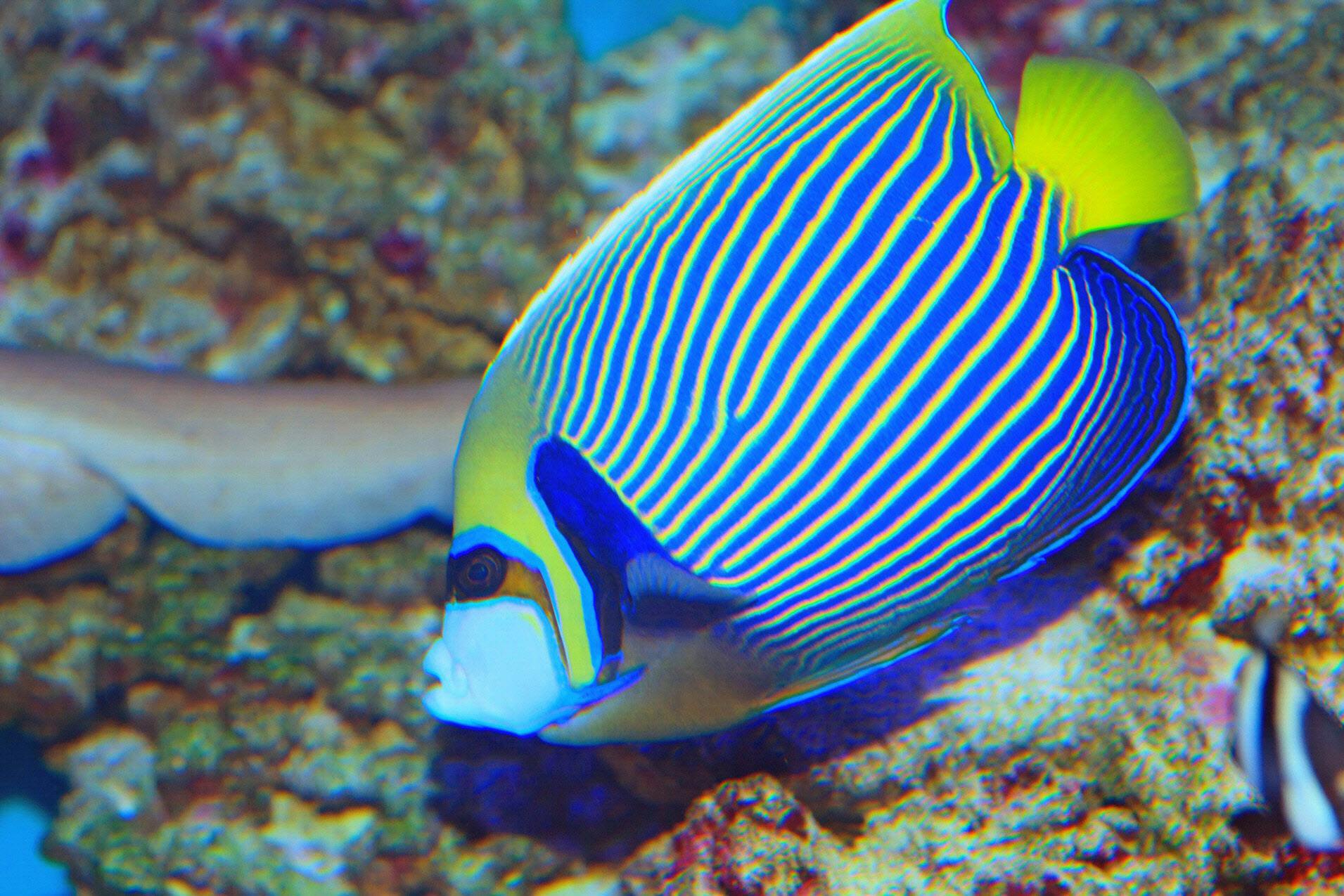 驚くばかり熱帯魚 シマシマ 最高の花の画像