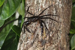 生きた化石 カブトガニ 実はクモの仲間だった Nikkei Style 生きた化石 カブトガニ 実はクモの仲間だった Nikkei Style