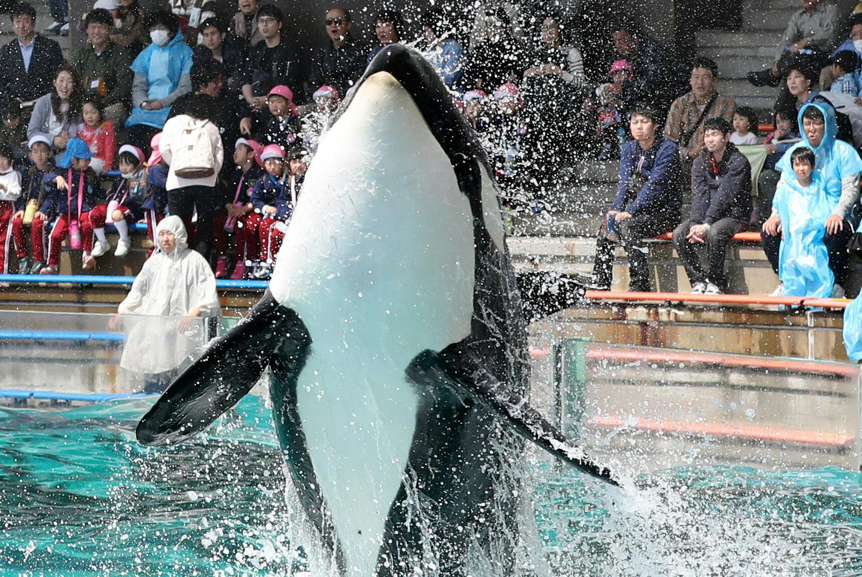 イルカのジャンプにトドのダイブ 魅力あふれる水族館 Nikkei Style
