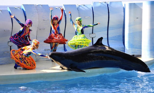 イルカのジャンプにトドのダイブ 魅力あふれる水族館 トラベル Nikkei Style