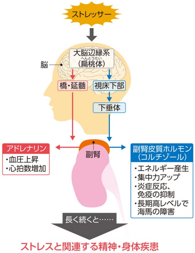 ストレスが原因の病気