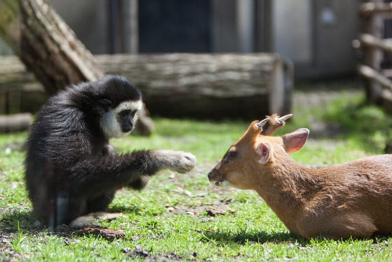 旭山動物園 次の50年へ挑戦 認め合う 共生飼育 Nikkei Style