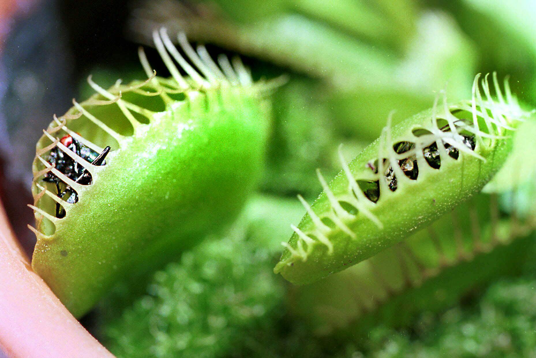 虫を食べちゃう植物 どうつかまえるの Nikkei Style