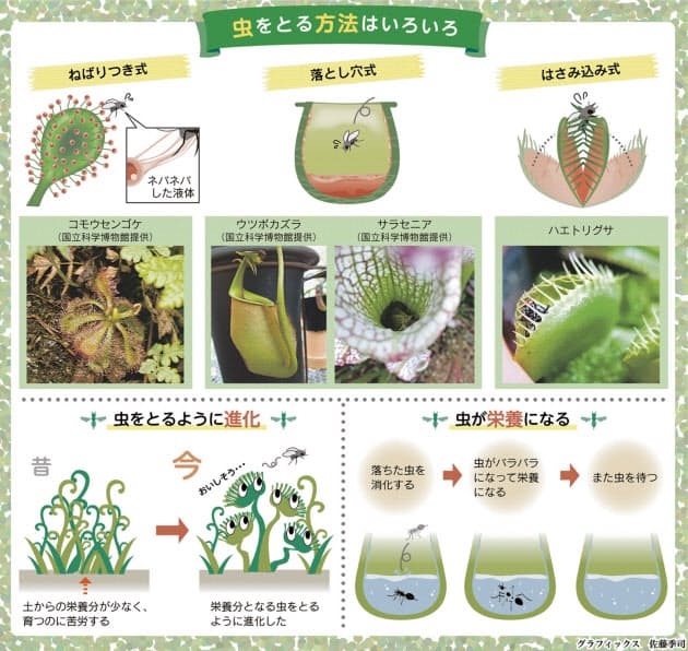 虫を食べちゃう植物 どうつかまえるの Nikkei Style