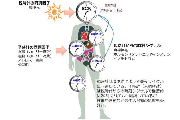 体内 時計 リセット